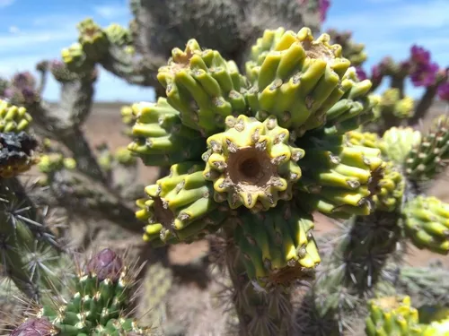 Tree Cholla (var. argentea) — photo by Daniella
