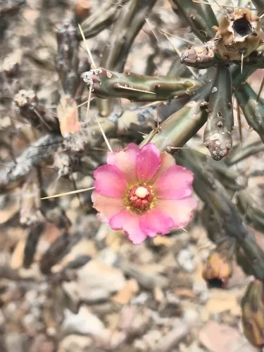 Candle Cholla