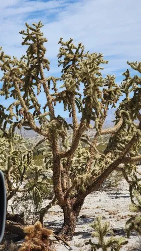 Munz's Cholla — photo by Cristian A. D. Meling L.