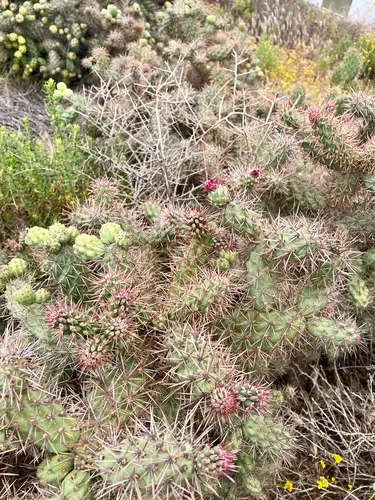 Coastal Cholla — photo by Nathan May