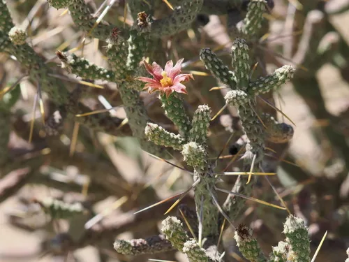 Branched Pencil Cholla