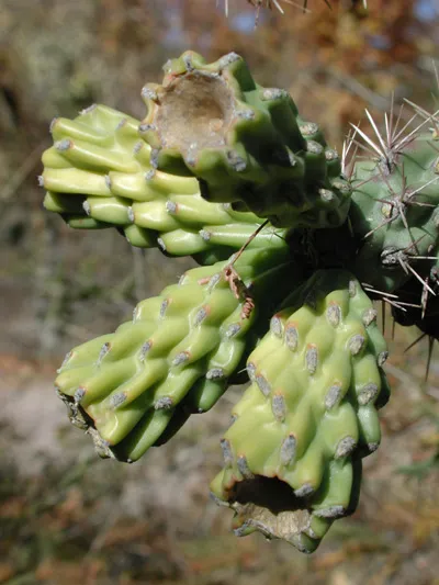 Walkingstick Cactus — photo by user:pompilid