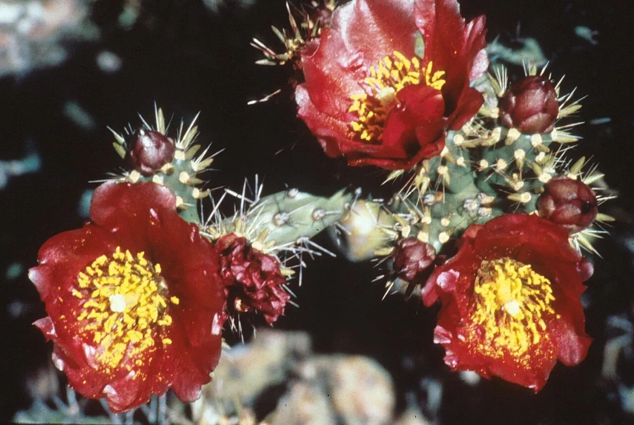 Staghorn Cholla — photo by Wikimedia Commons
