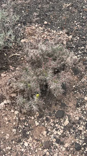 Whipple Cholla — photo by s_floridanus