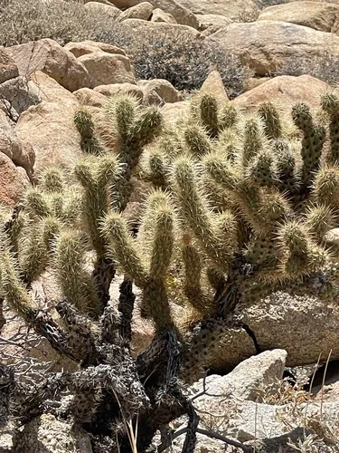 Wolf's Opuntia — photo by Alma Delia Giles Guzmán