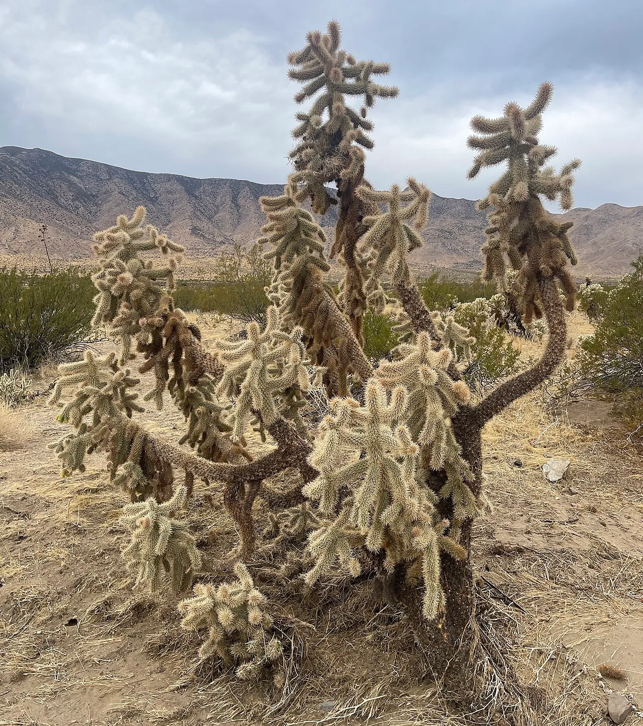 Hoffmann's Teddybear Cholla — photo by Kate Harper