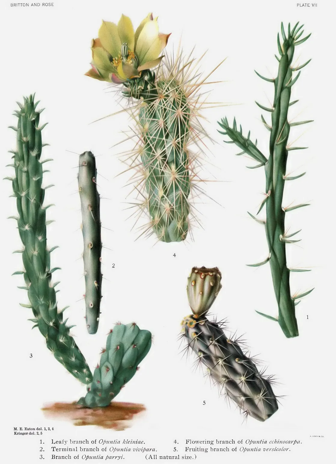 Cholla — photo by Mary Emily Eaton (1873-1961) Daniel Schweich for the filtred image.