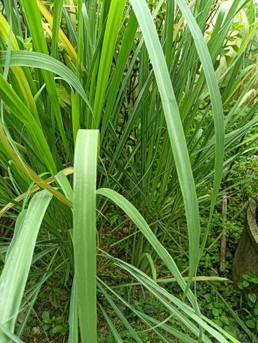 Lemon Grass
