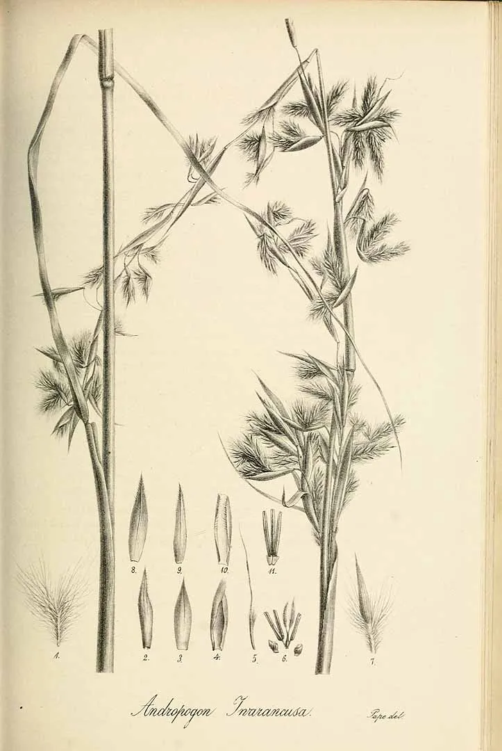 Iwarancusa Grass