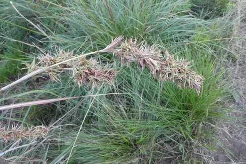 Citronella Grass — photo by Otto Hirzel