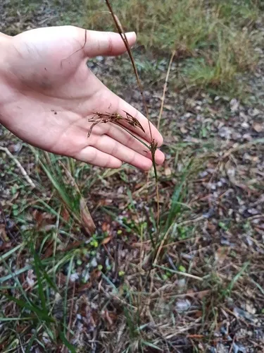 Barbwire Grass