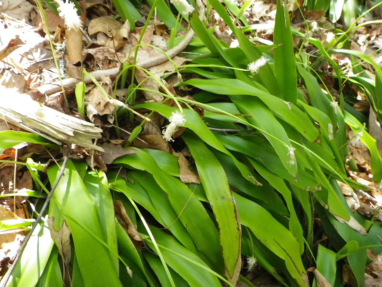 Fraser's Cymophyllus — photo by Halpaugh