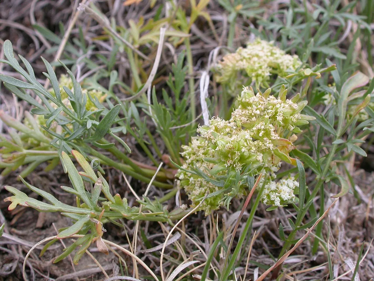 Plains Springparsley (var. parvus) — photo by Matt Lavin from Bozeman, Montana, USA