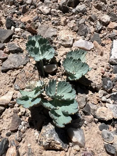 Basalt Springparsley — photo by Halina North