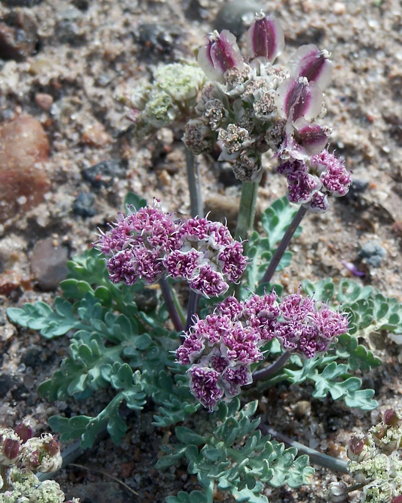 Bulbous Springparsley