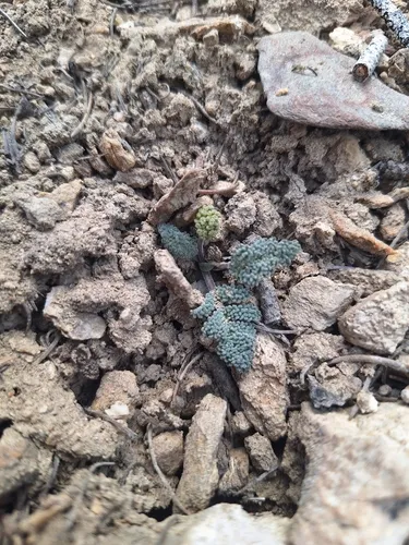 Gray Springparsley — photo by Richard Rachman