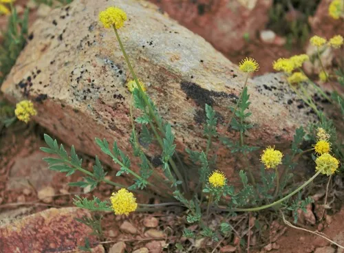 Davis' Springparsley