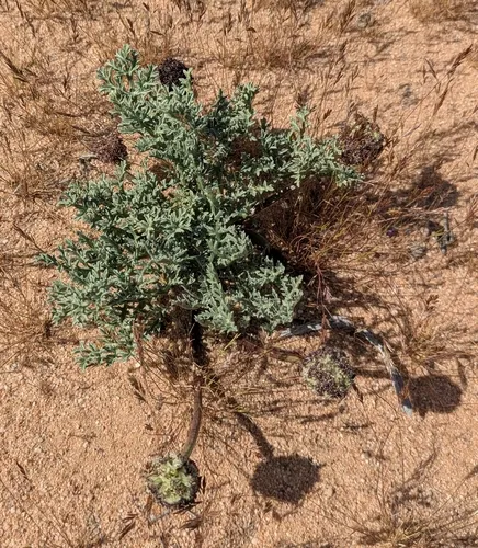 Desert Springparsley
