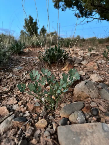Uinta Basin Springparsley — photo by jhiggs
