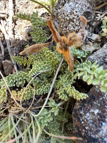 Evert's Springparsley — photo by Kaitlyn Curtis