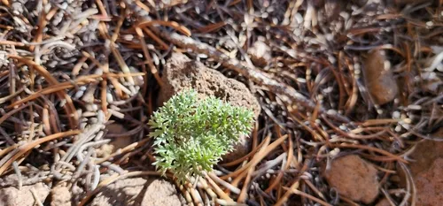 Jones' Springparsley — photo by Braydon Lake