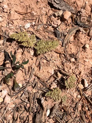 Cedar Breaks Springparsley