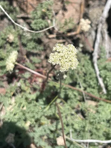 Snowline Springparsley — photo by Hugo