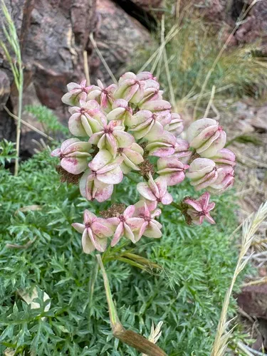 Panamint Springparsley (var. acutifolius) — photo by bighornsheepgirl