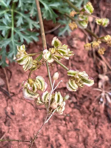 Purple Springparsley — photo by jacobk168