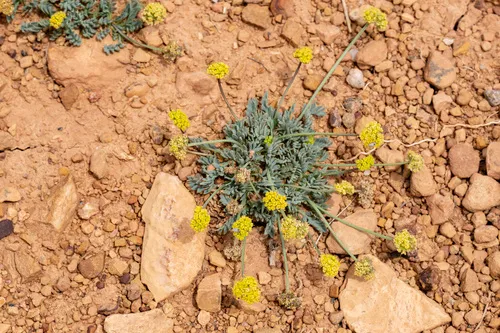 Williams' Springparsley — photo by Cecelia Alexander