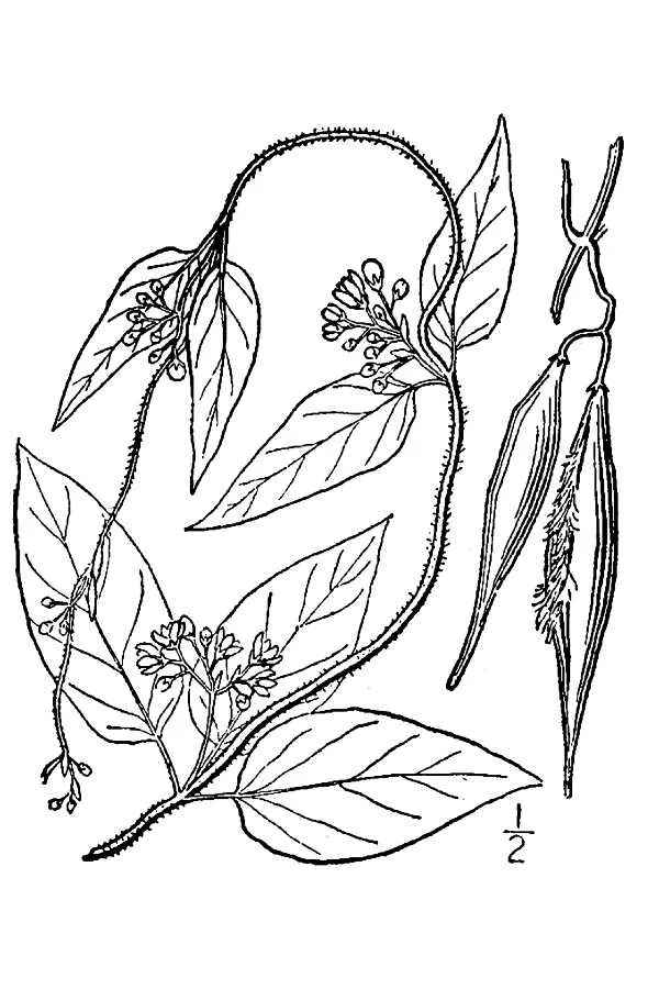Louise's Swallow-wort — photo by Part of a work by Britton, N.L., and A. Brown