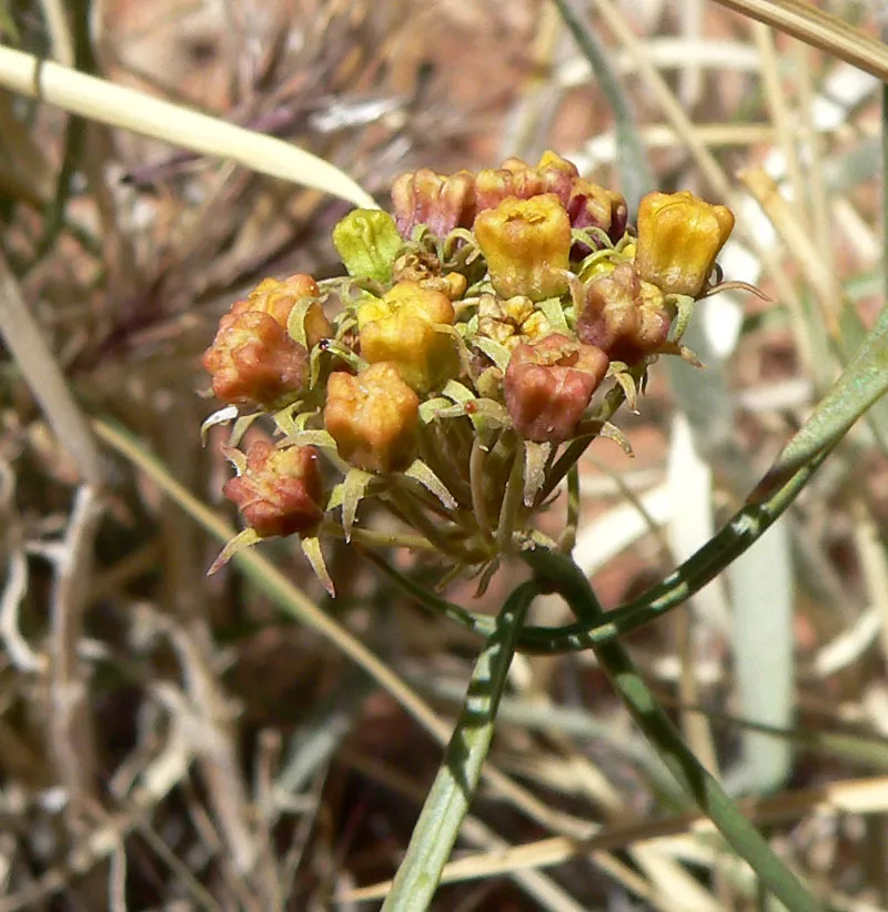 Utah Swallow-wort