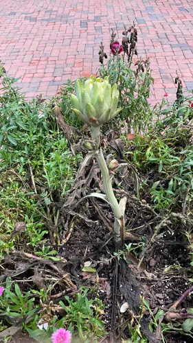 Cardoon — photo by Aiden Barnes