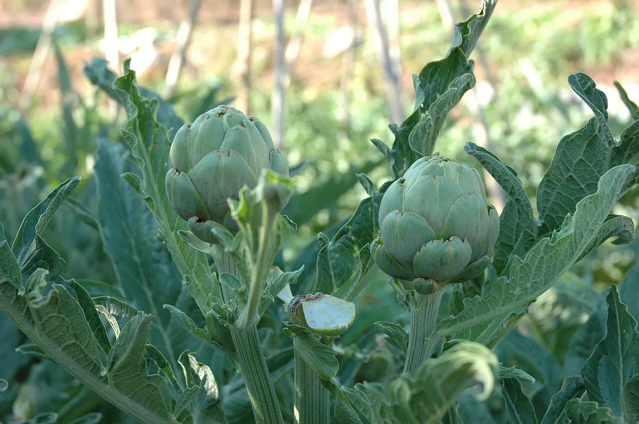 Globe Artichoke