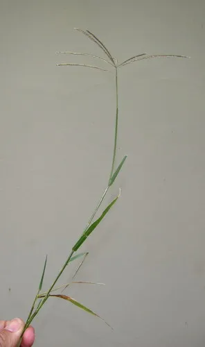 Ethiopian Dogstooth Grass