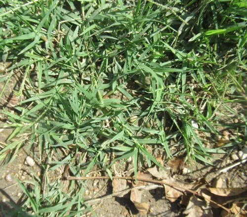 Bermudagrass
