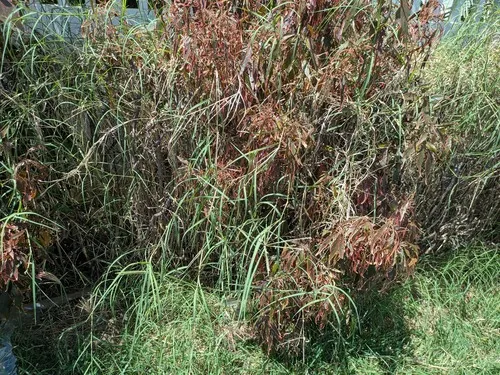 African Bermudagrass