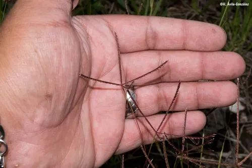 Stargrass