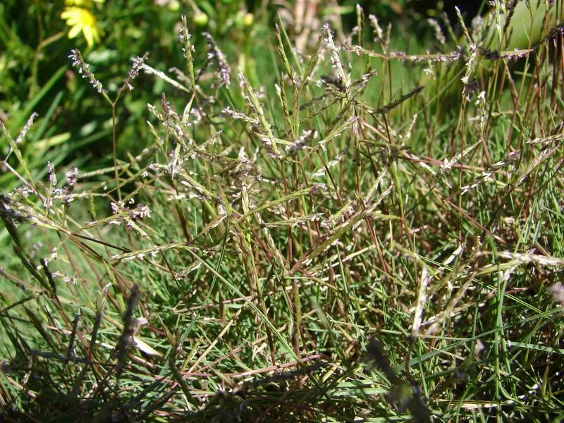 African Dogstooth Grass
