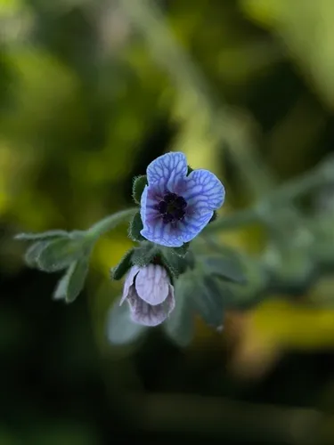 Blue Hound's Tongue