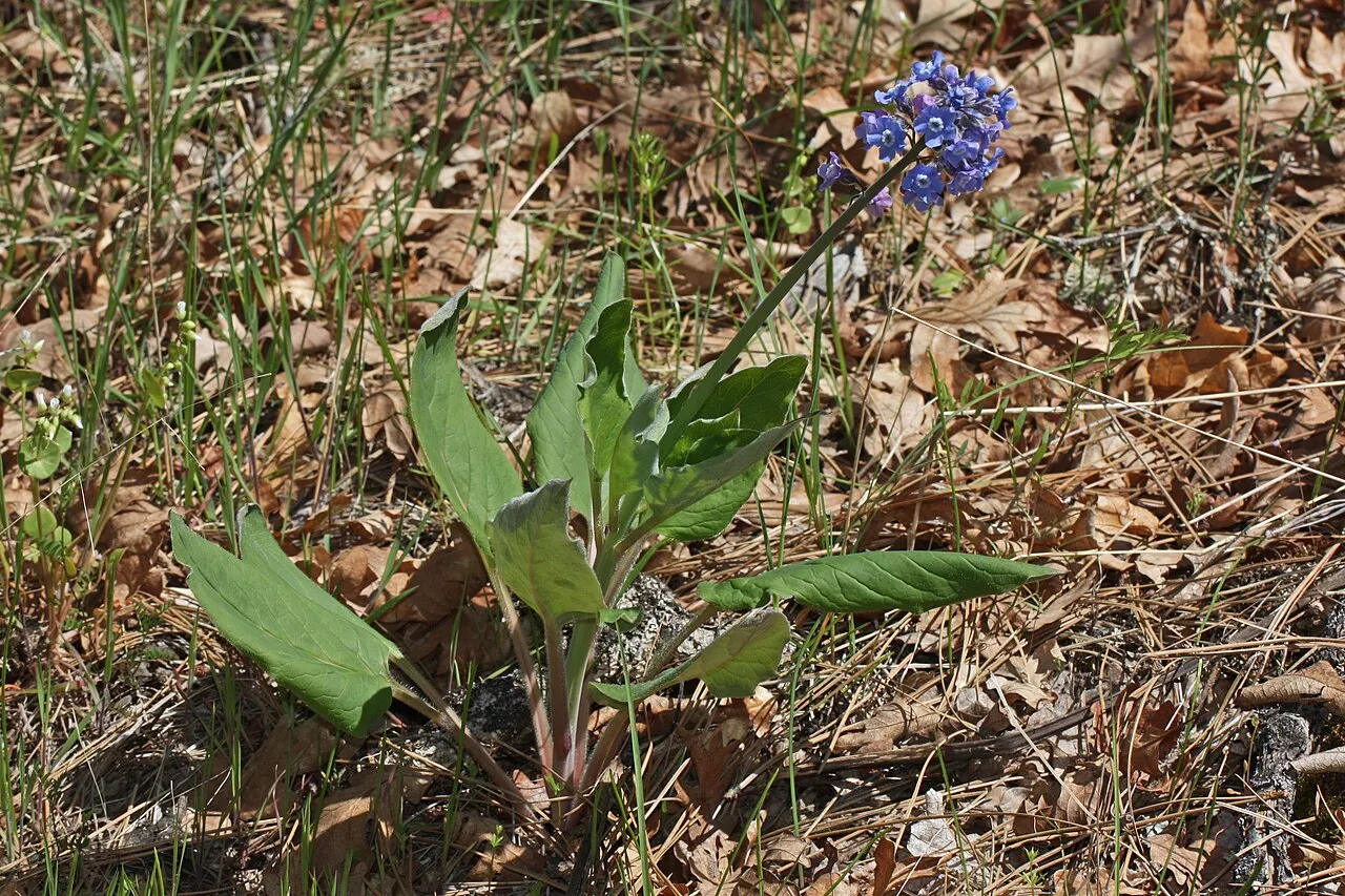 Pacific Hound's Tongue