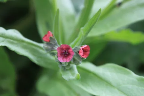 Gypsyflower