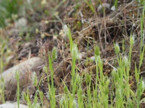 Bristly Dogstail Grass — photo by Deniz Wilson