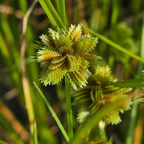 Tapertip Flatsedge — photo by David Willis