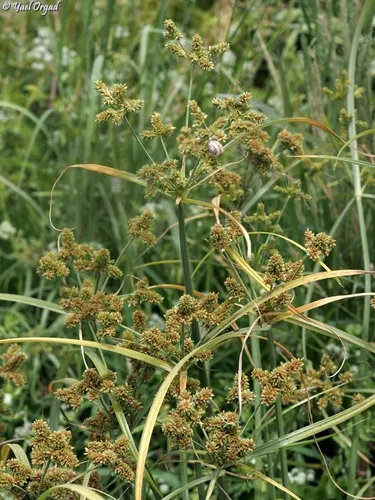 Foxtail Flatsedge — photo by Yael Orgad