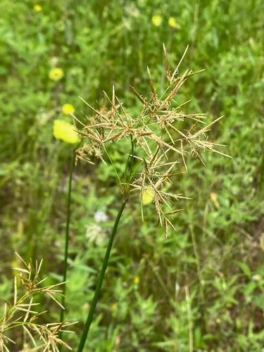 Jointed Flatsedge — photo by Matt