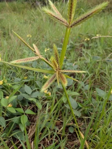Poorland Flatsedge — photo by Maël Dewynter