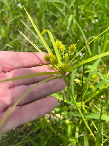 Baldwin's Flatsedge
