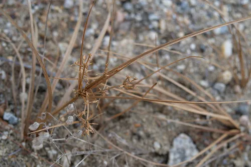 Toothed Flatsedge — photo by Erik Danielsen