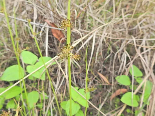 Variable Flatsedge — photo by Scott W. Gavins